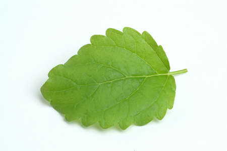 Melissa, lemon balm, Melissa officinalis, medicinal herb and spice