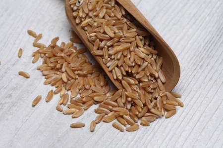 Ancient grain kamut, Khorasan wheat, Triticum turgidum x polonicumの写真素材