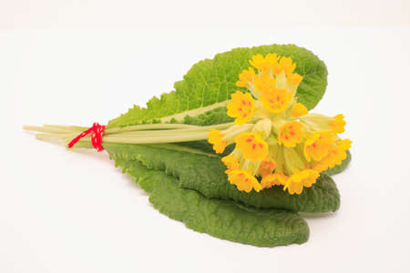Flowers of cowslip, Primula Veris, medicinal plant and natural remediesの写真素材