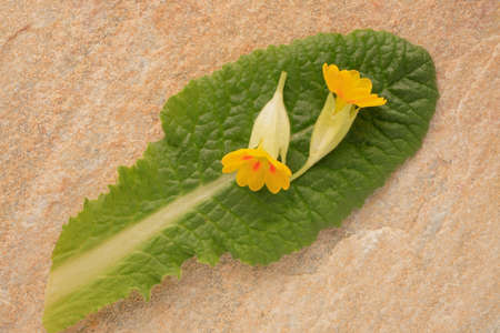 Flowers of cowslip, Primula Veris, medicinal plant and natural remediesの写真素材
