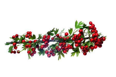 red ripe Hawthorn berriesの写真素材