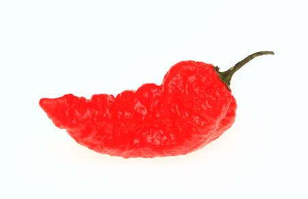red Habanero, chili pepper, Capsicum annuum