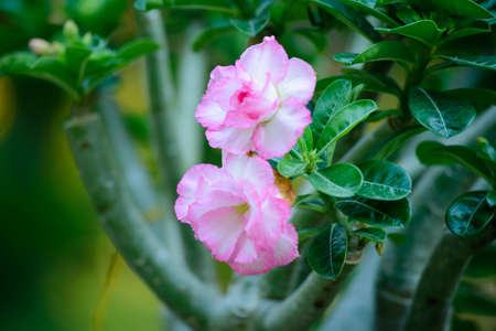 flowersの写真素材