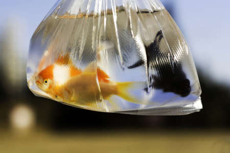 some Goldfish Swimming in a  plastic bag 