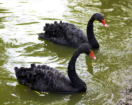 Black Swans の写真素材