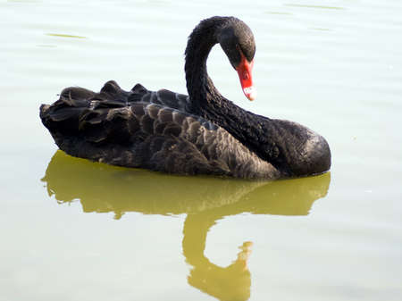 Black swan の写真素材