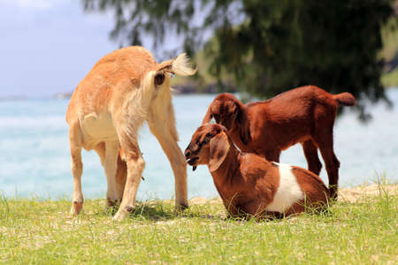 goats on the grass in the beach の写真素材