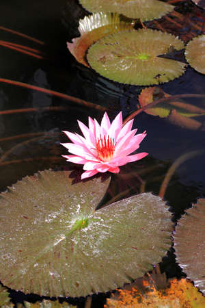 blossom lotus flower の写真素材