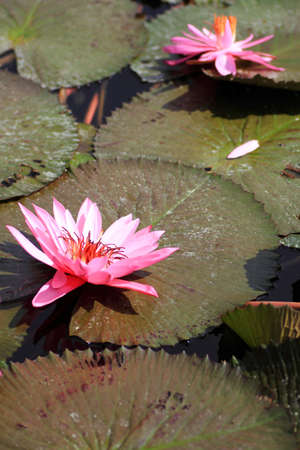 blossom lotus flowers の写真素材