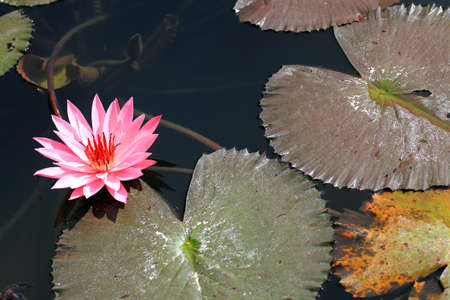 blossom lotus flower の写真素材