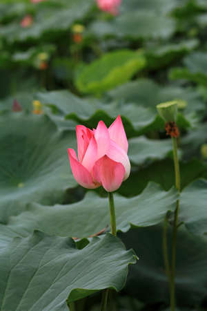 Lotus flower の写真素材