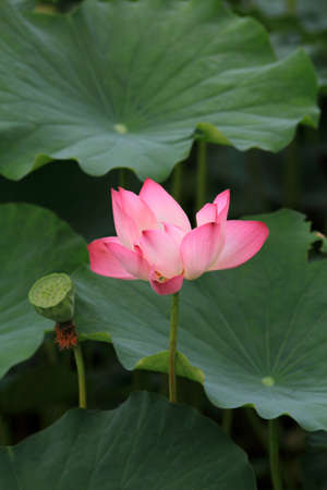 Lotus flower の写真素材