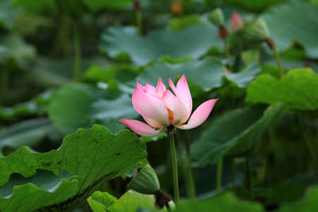 Lotus flower の写真素材