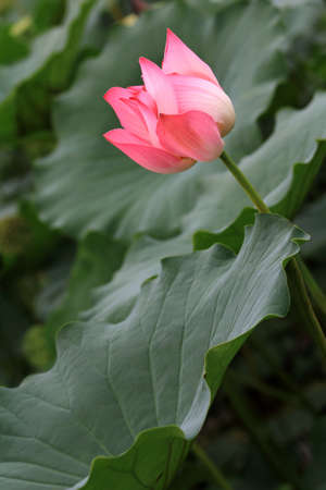 Lotus flower の写真素材