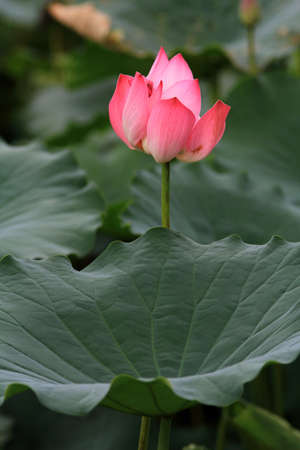 Lotus flower の写真素材