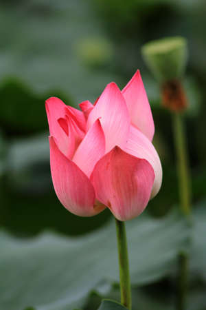 Lotus flower の写真素材