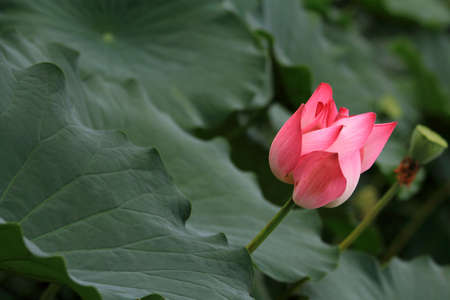 Lotus flowerの写真素材
