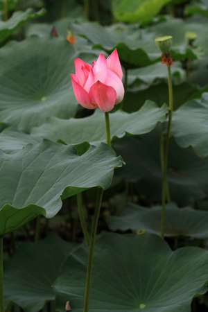 Lotus flowerの写真素材