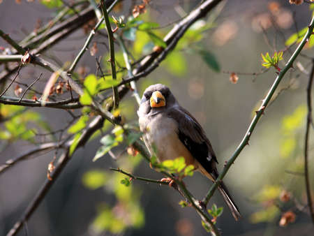 Sparrow on a twigの写真素材