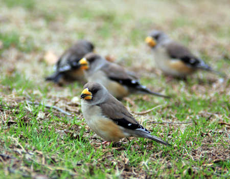 sparrows on the grassの写真素材