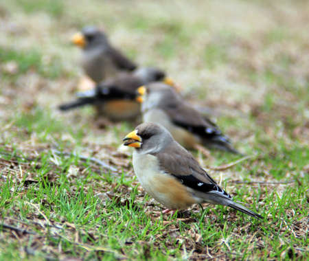 sparrows on the grassの写真素材
