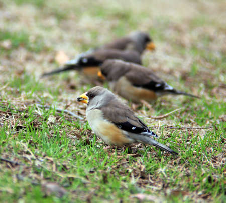 sparrows on the grassの写真素材