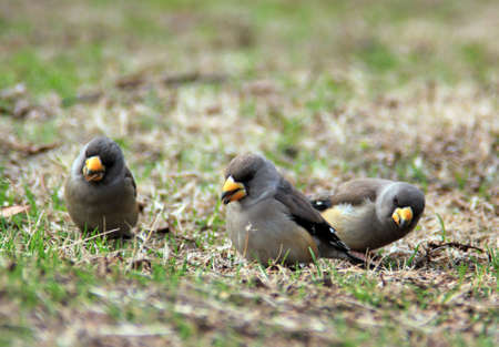 sparrows on the grassの写真素材