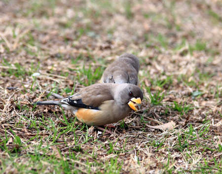 sparrows on the grassの写真素材