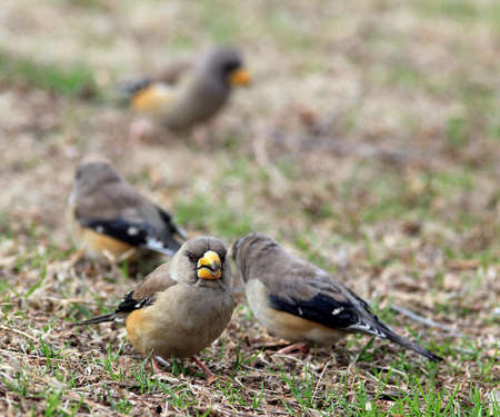 sparrows on the grassの写真素材