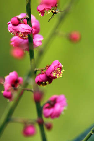 Plum flowerの写真素材