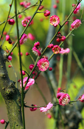Plum flowerの写真素材