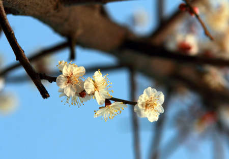 Plum flowerの写真素材