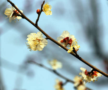 Plum flowerの写真素材