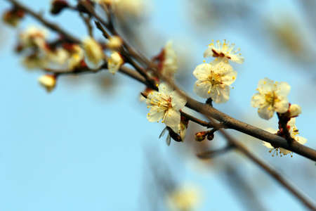 Plum flowerの写真素材