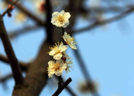 Plum flowerの写真素材