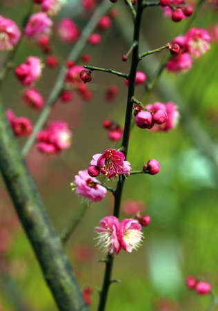 Plum flowerの写真素材