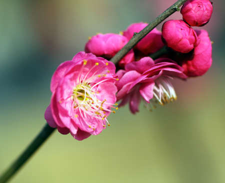 Plum flowerの写真素材