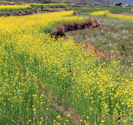 spring landscape Chinaの写真素材