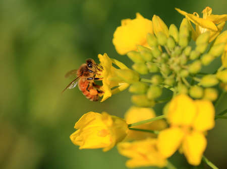 Canola flower and beeの写真素材