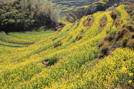 spring landscape China