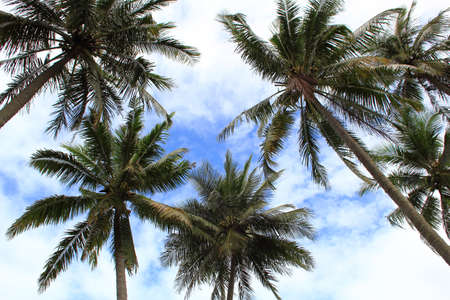 coconut treesの写真素材