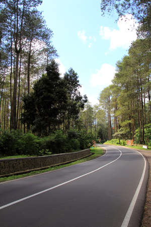 asphalt road with  trees  beside