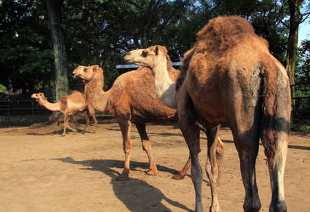 Camels in a ranchの写真素材