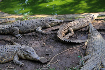 Crocodiles in a wetlandの写真素材