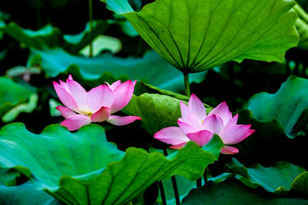 Flowerの写真素材