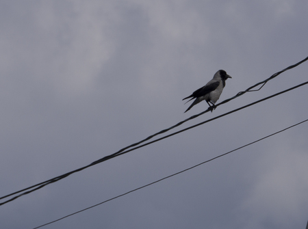 bird sitting on wiresの写真素材