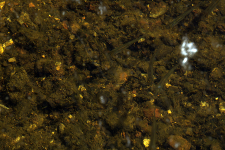 Small Fish swimming in Shallow Watersの写真素材