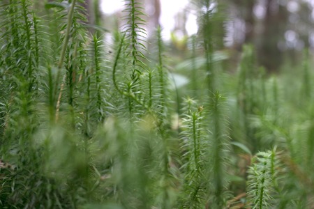 grass dew rain macro fresh green ecoの写真素材