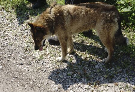 cute maltese dog sitting in grass