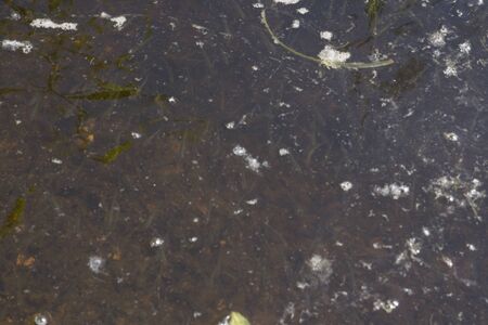 Small Fish swimming in Shallow Waters